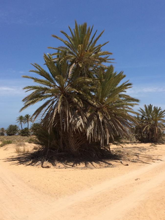Bed and Breakfast Dar Jasmin Djerba Temlale Zewnętrze zdjęcie